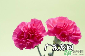 康乃馨多久浇一次水?康乃馨多久换一次水?