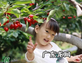 5月份还有樱桃摘吗?5月份哪里可以摘樱桃?
