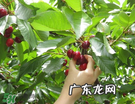 5月份还有樱桃摘吗?5月份哪里可以摘樱桃?