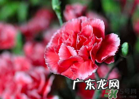 康乃馨能插活吗?康乃馨可以扦插吗?