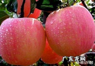 末成熟无花果可以做酵素吗该怎么做？