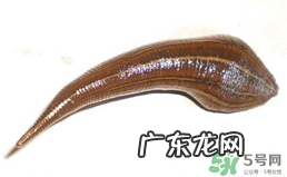 端午节前后出没的毒虫有哪些?端午节前后如何预防毒虫?