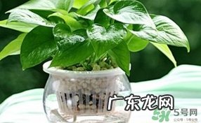 绿萝叶子发黄怎么办?绿箩多久浇一次水?