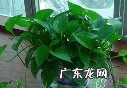 绿萝叶子发黄怎么办?绿箩多久浇一次水?