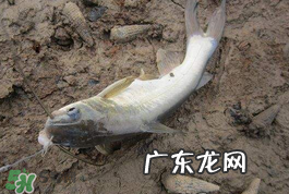 小满怎么钓鱼?小满钓鱼技巧