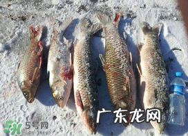 小满怎么钓鱼?小满钓鱼技巧