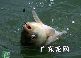 小满怎么钓鱼?小满钓鱼技巧