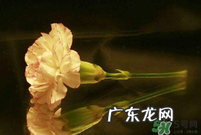 康乃馨可以放卧室吗?康乃馨能放在卧室吗?