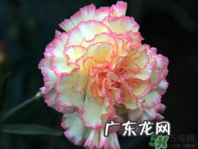 康乃馨可以放卧室吗?康乃馨能放在卧室吗?