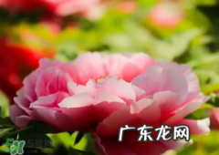 五月份还有牡丹吗？五月份牡丹花还开吗？