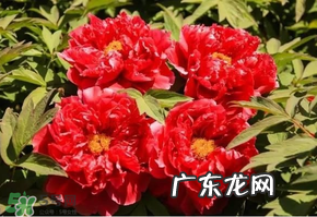 五月份还有牡丹吗？五月份牡丹花还开吗？