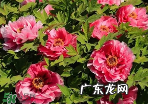 五月份还有牡丹吗?五月份牡丹花还开吗?