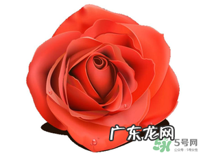 母亲节送什么颜色的玫瑰花?母亲节送几朵玫瑰花?