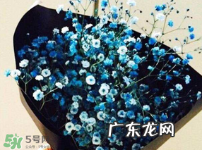 满天星多少钱一束2017？满天星多少钱一支2017？