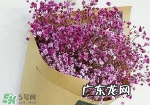 满天星多少钱一束2017？满天星多少钱一支2017？