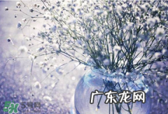 满天星多少钱一束2017？满天星多少钱一支2017？