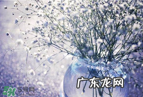 满天星多少钱一束2017？满天星多少钱一支2017？