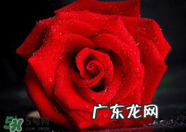 玫瑰花多少钱一朵2017?玫瑰花多少钱一束2017?