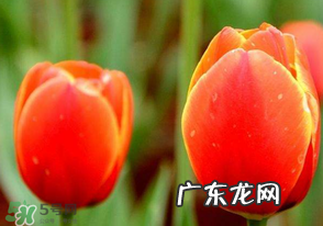 母亲节可以送郁金香吗？为什么母亲节送郁金香？