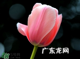 母亲节可以送郁金香吗？为什么母亲节送郁金香？