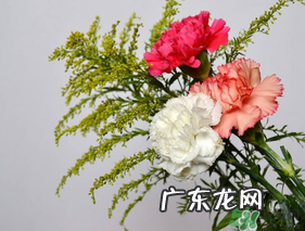 康乃馨可以放多久？康乃馨怎么养？