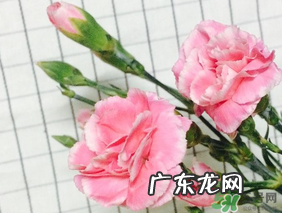 康乃馨可以放多久？康乃馨怎么养？