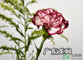 康乃馨可以放多久？康乃馨怎么养？