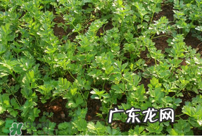 5月份能种香菜吗?五月份能种香菜吗?