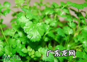 5月份能种香菜吗?五月份能种香菜吗?