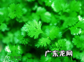 5月份能种香菜吗?五月份能种香菜吗?