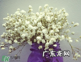 母亲节可以送满天星吗？母亲节能送满天星吗？