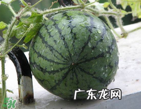 五月份可以种西瓜吗?五月份怎么种西瓜?