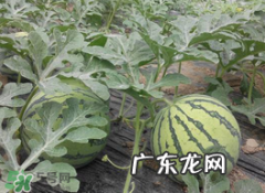 五月份可以种西瓜吗？五月份怎么种西瓜？