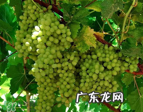 葡萄五月份打什么药?五月份葡萄打什么药?