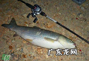 五月份能钓草鱼吗？五月份钓草鱼用什么饵料？