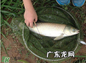 五月份能钓草鱼吗？五月份钓草鱼用什么饵料？
