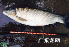 五月份能钓草鱼吗？五月份钓草鱼用什么饵料？