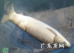 5月份怎么钓草鱼？五月份怎么钓草鱼？