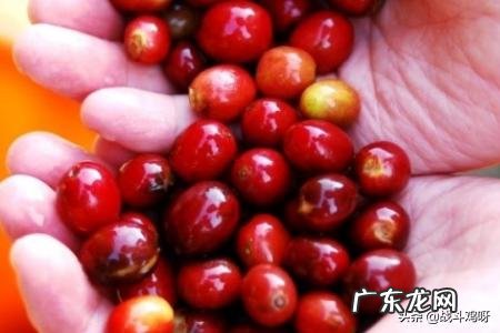 咖啡和可可饮品功能上有何区别 咖啡和可可的区别是什么？