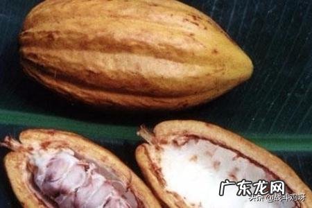 咖啡和可可饮品功能上有何区别 咖啡和可可的区别是什么？