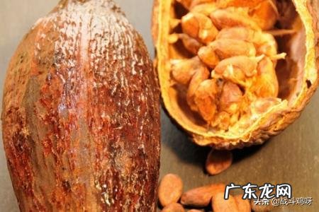 咖啡和可可饮品功能上有何区别 咖啡和可可的区别是什么？