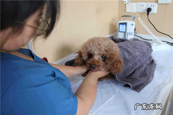 宠物医院加盟店排行榜 宠物医院加盟10大品牌排行榜