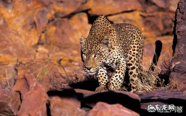 猫咪如何和老虎体型一样,和老虎打一架谁能赢