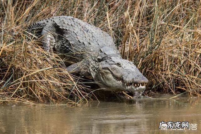 猫咪如何和老虎体型一样,和老虎打一架谁能赢
