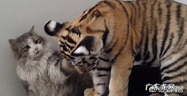猫咪如何和老虎体型一样,和老虎打一架谁能赢