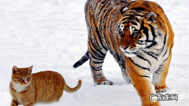 猫咪如何和老虎体型一样,和老虎打一架谁能赢