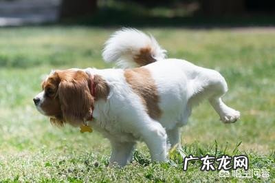 我家狗狗喝水频繁排尿少怎么回事呢？ 狗狗喝水少尿频怎么办