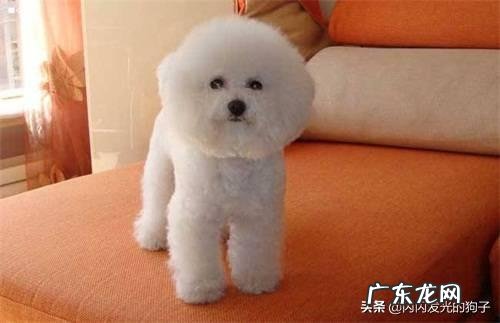 我家狗狗喝水频繁排尿少怎么回事呢？ 狗狗喝水少尿频怎么办