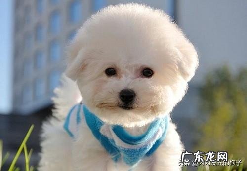 我家狗狗喝水频繁排尿少怎么回事呢？ 狗狗喝水少尿频怎么办