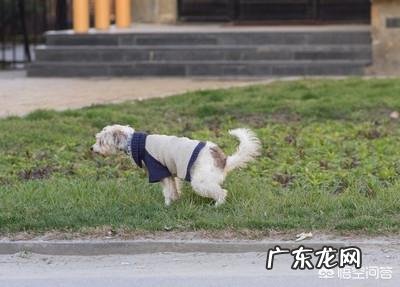 我家狗狗喝水频繁排尿少怎么回事呢？ 狗狗喝水少尿频怎么办